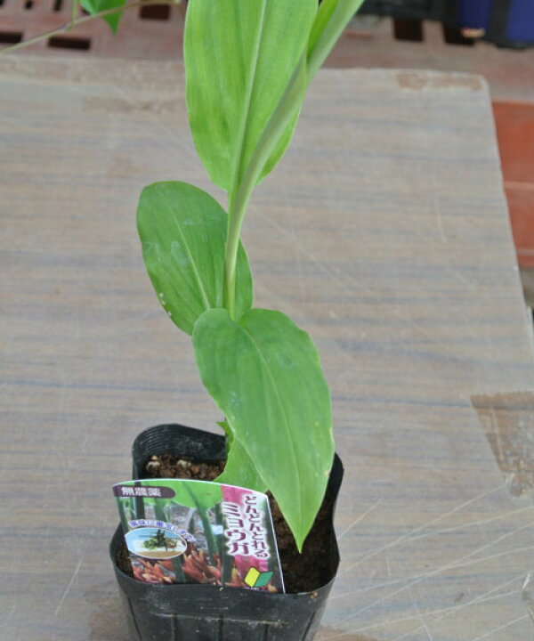 楽天市場 夏の香味野菜 野菜苗 ミョウガ 茗荷 1鉢2芽以上 3 3 5号 お届け中 05p02jun13 ハッピーガーデン 楽天市場 夏の香味野菜 野菜苗 ミョウガ 茗荷 1鉢2芽以上 3 3 5号 お届け中 05p02jun13 ハッピーガーデン