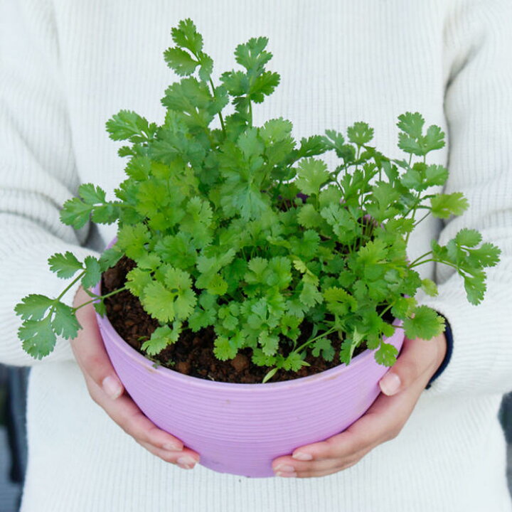 楽天市場 ハーブ苗 パクチー 香菜 7号1鉢 Coriander Coriandrum Sativum コリアンダー シャンツァイ 中国パセリ ラベンダー色のカラー硬質鉢 ハッピーガーデン 楽天市場 ハーブ苗 パクチー 香菜 7号1鉢 Coriander Coriandrum Sativum コリアンダー シャンツァイ 中国パセリ ラベンダー色のカラー硬質鉢 ハッピーガーデン