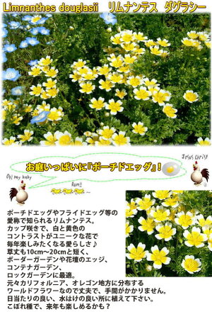 楽天市場 ガーデニング 春苗 春の花苗 1年草 リムナンタス ハッピーガーデン