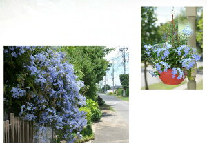 楽天市場 ガーデニング 夏苗 宿根 多年草 ルリマツリ ハッピーガーデン 楽天市場 ガーデニング 夏苗 宿根 多年草 ルリマツリ ハッピーガーデン