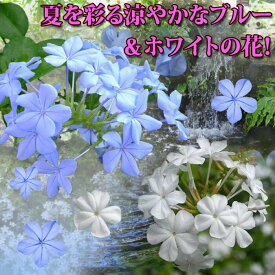 花苗 夏 ルリマツリ プルンバゴ 選べる青花＆白花 1鉢 3～3.5号【お届け中】 plumbago auriculata 苗 苗物 花の苗 秋 季節 ガーデニング 庭植え 花壇 寄せ植え 耐暑性 るりまつり 瑠璃茉莉 2022spr