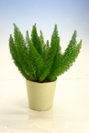 楽天市場 観葉植物 鉢植え アスパラガス ハッピーガーデン