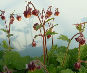 �ԕc ����卪�� �Q�E�� ���o�� 1�� 3.5���y���͂����zGeum rivale �ĕc �ϊ��� �h���� ���� �T�[�����s���N �a�� �m�� ��A�� �Ԓd ���A�� �񂹐A�� �C���O���b�V���K�[�f�� �n�b�s�[�K�[�f��