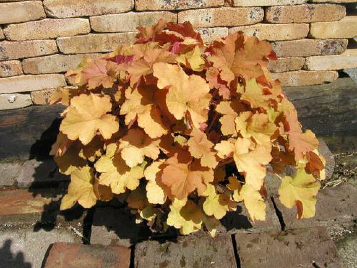 楽天市場 花苗 ヒューケラ キャラメル 3号 大型葉 オレンジ系 お届け中 Heuchera Caramel 常緑多年草 花苗 シェイドガーデン シェードガーデン 日陰 カラーリーフ ガーデニング 花 苗 ガーデン 花壇 鉢植え 寄せ植え ユキノシタ科 日陰植物 ツボサンゴ春苗 楽天市場 花苗 ヒューケラ キャラメル 3号 大型葉 オレンジ系 お届け中 Heuchera Caramel 常緑多年草 花苗 シェイドガーデン シェードガーデン 日陰 カラーリーフ ガーデニング 花 苗 ガーデン 花壇 鉢植え 寄せ植え ユキノシタ科 日陰植物 ツボサンゴ春苗
