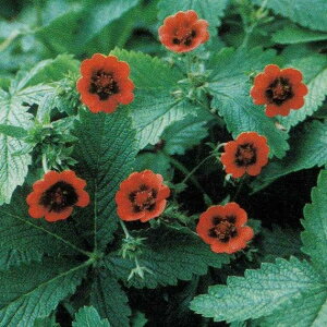 ԕc H |eeB i[Nxxbh 1 3.5y͂zPotentilla thurberi Monarchs Velvet h t  ~c ԉ CObVK[f c A A K[fjO Ԓd nbs[K