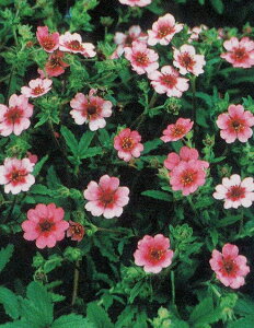 ԕc H N h  |eeB lpVX VO sN 1 3`3.5 y10{?͂ Hcs\z Potentilla nepalensis Hc ~c Ԓd  CObVK[f K[f