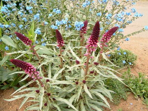 ԕc H N h  V}LA Agp[vA{W[ 1 3`3.5 y10{?͂ Hcs\z Lysimachia atropurpureaBeaujolais ϊN Hc ~c K[f K[fjO 