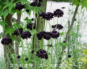 ԕc H N  XJrIT 4I 1 3.5y͂zScabiosa atropurpure Ace of Spade ϊ ԉ   G[XIuXy[h IbNXtH[hu[ Xm[Cf [WJ[