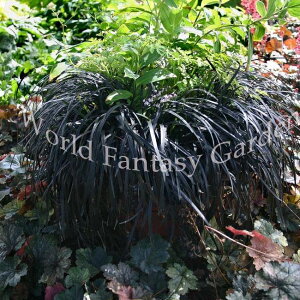 ԕc  WmqQ IׂZbg 3`3.5 3ȏy͂zOphiopogon plaiscapus'Nigrescens' OhJo[  CObVK[f c  h  EmqQ ĕc  
