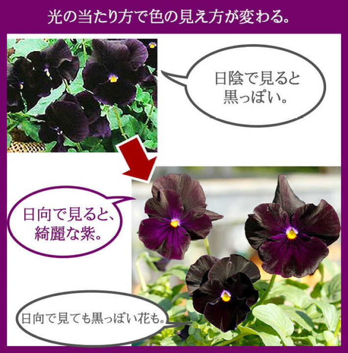 楽天市場 花苗 パンジー ハロウィンii 2鉢セット Pansy お届け中 花苗 一年草 パンジー 苗 イングリッシュガーデン 寄せ植え 鉢植え 庭植え ガーデニング 花壇ss12 ハッピーガーデン 楽天市場 花苗 パンジー ハロウィンii 2鉢セット Pansy お届け中 花苗 一年草 パンジー 苗 イングリッシュガーデン 寄せ植え 鉢植え 庭植え ガーデニング 花壇ss12 ハッピーガーデン