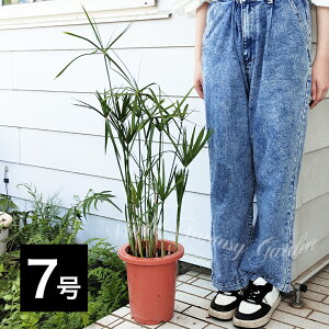 ϗtA ӐA VKc Lᒠ݂ 5`7y͂zCyperus involucratus VyX CHNgDX ӐA psX ϊN nA  A A a