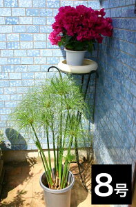 ϗtA VyX psX 8 1 y͂zCyperus papyrus Papyrus, Paper reed J~Kc ᒠ A ΐ ĕc A  s psX J~C  Mtg nbs[K[