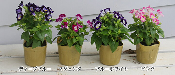 楽天市場 花苗 夏スミレ トレニア 1鉢選べる4色 お届け中 Trenia 苗 花苗 夏 夏の花 花の苗 鉢植え 庭植え 寄せ植え ガーデニング 花壇 苗物 季節の花苗 イングリッシュガーデン 一年草 ハッピーガーデン 楽天市場 花苗 夏スミレ トレニア 1鉢選べる4色 お届け中 Trenia 苗 花苗 夏 夏の花 花の苗 鉢植え 庭植え 寄せ植え ガーデニング 花壇 苗物 季節の花苗 イングリッシュガーデン 一年草 ハッピーガーデン