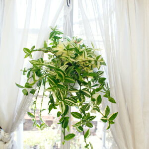 ϗtA gfBXJ`A oGK[^[ 6y n著zTradescantia nMO ϗtA  ݂艺  CeA gfBXJeBA gWXJeB