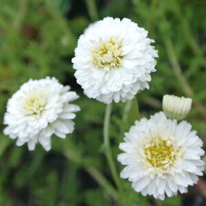 ԕc h d炫 J~[ 13`3.5yʔN̔ uz Chmomilla nobile Flore Pleno || J~[ _u J~[ OhJo[ N t c  n[u c K[fjO H 