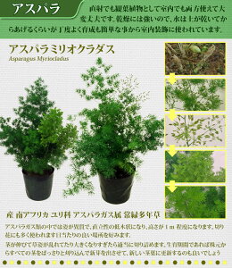 c ϗtA AXpKX Iׂ4Iׂy񂹏i n著 ʔN̔z Asparagus@ densiflorus Myers ϗtA  N Ԓd 񂹐A EC[E~IN_X EXv