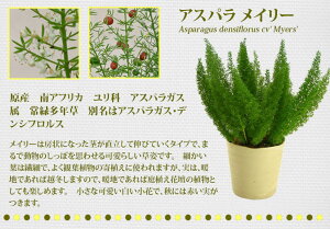 c ϗtA AXpKX Iׂ4Iׂy񂹏i n著 ʔN̔z Asparagus@ densiflorus Myers ϗtA  N Ԓd 񂹐A EC[E~IN_X EXv