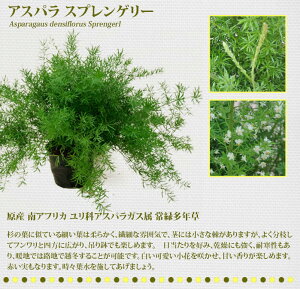 楽天市場 観葉植物 鉢植え アスパラガス ハッピーガーデン