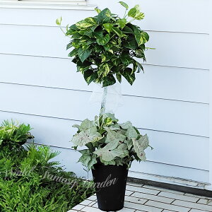 ϗtA o[d  |gX VSjE 1 7y͂zEpipremnum aureum gsA[d Syngonium A I[igc[ CeAO[