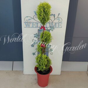 c gsA[d Rjt@[ 5킩Iׂ 6y͂ zΎ  ~ɋ ϗtA Mtg A NX}X  v[g a JXj j nbs[K[f