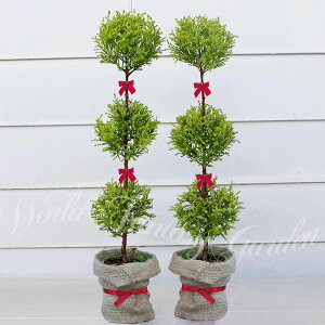 Mtg ϗtA ؃gsA[d 3 Rjt@[ S[hNX 2Zbg 5y n著zΎ ~ɋ Mtg A a JXj j v[g V