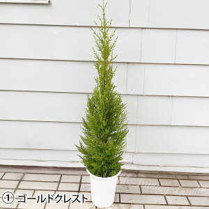 ϗtA S[hNXg EB} Iׂ2 1 6y͂ n著zCupressus macrocarpa Goldcrest Rjt@[ Ύ A ϊ Mtg A NX}X v[g JXj 