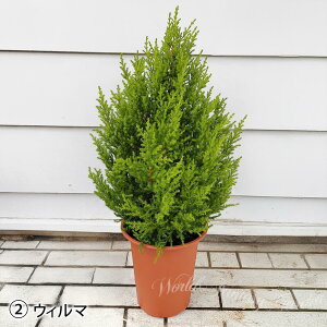 ϗtA S[hNXg EB} Iׂ2 1 6y n著zCupressus macrocarpa Goldcrest Rjt@[ Ύ A ϊ Mtg A NX}X v[g JXj