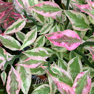 H Mtg ϗtA v[g ◳ yeBTX 6 Ay n zPedilanthus tithymaloides Variegatus A t oGK[^[ _CME a 