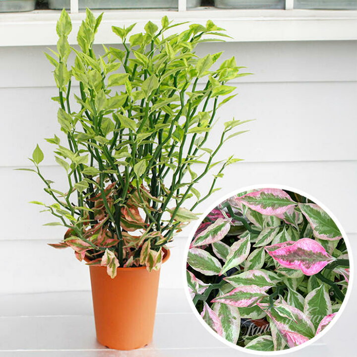 楽天市場】観葉植物 多肉植物 斑入り ペディランサス バリエガタス 大 