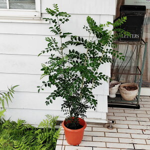 シマトネリコ 鉢植え 観葉植物の人気商品 通販 価格比較 価格 Com