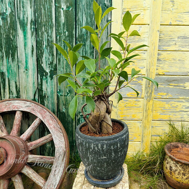 楽天市場】観葉植物 ギフト お中元 精霊が宿る木 ガジュマル 1鉢 5号 