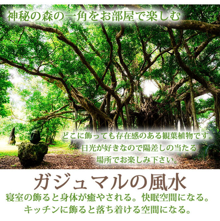 楽天市場】観葉植物 ギフト お中元 精霊が宿る木 ガジュマル 1鉢 5号 