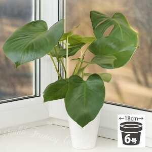 H Mtg ϗtA v[g Xe 1 6y͂ n著zMonstera A ϗt CeAO[ CeAvc ωA  CeA  T}[