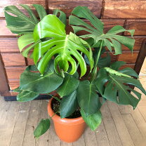 楽天市場】モンステラ（種類（植物）ストレリチア）の通販