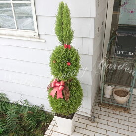 楽天市場 ゴールドクレスト クリスマスツリー 種類 植物 コニファー の通販