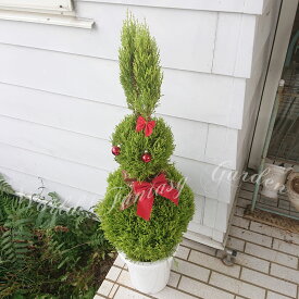 楽天市場 コニファー 寄せ植え クリスマスの通販