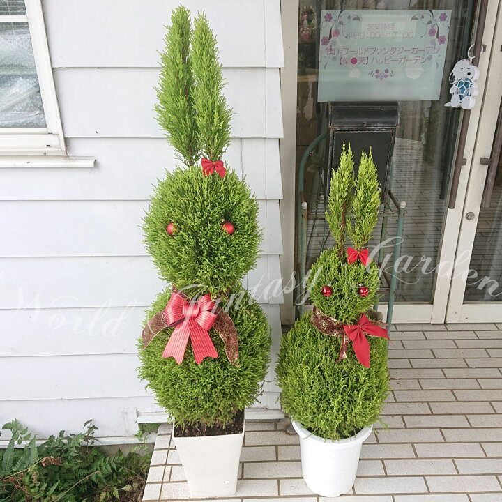楽天市場 ウサギのコニファー 等身大の大きさ 約140cm ゴールドクレストウィルマ 大型 8号 お取り寄せ 送料無料 ハロウィングッズ付き トピアリー 常緑樹 冬に強い 庭木 植木 シンポルツリー 観葉植物 ギフト 鉢植え グリーン ツリー プレゼント 誕生日 開店祝い
