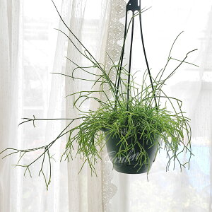 A nMO vTX JXbT IׂTCY 5`6 1yʔN̔ 񂹁zRhipsalis cassutha T{e N ϗtA ωA XуT{e nbs[K[f