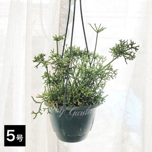 A nMO vTX PEXN IׂTCY 5`6 1y͂zRhipsalis cereuscula T{e N ϗtA ωA XуT{e nbs[K[f