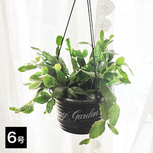 A nMO vTX GveBJ IׂTCY 5`6 1y͂zRhipsalis elliptica T{e N ϗtA ωA XуT{e nbs[K[f