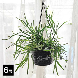 A nMO vTX GfBAi IׂTCY 5`6 1y͂zRhipsalis ewaldiana T{e N ϗtA ωA XуT{e nbs[K[f