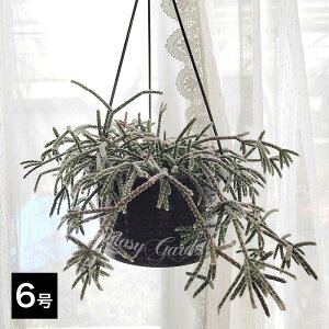 A nMO vTX tXgVK[ IׂTCY 5`6 1y͂zRhipsalis frostsugar T{e N ϗtA ωA XуT{e nbs[K[f