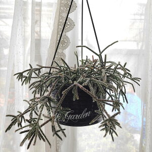 A nMO vTX tXgVK[ IׂTCY 5`6 1y͂ 񂹏izRhipsalis frostsugar T{e N ϗtA ωA XуT{e nbs[K[f