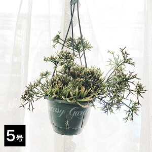 A nMO vTX vX}eBJ IׂTCY 5`6 1y͂ n著zRhipsalis prismatica Β T{e eCgmni s̉ eCgAV s X}