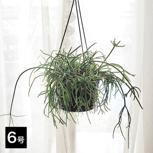 A nMO vTX vjZIfBXJX IׂTCY 5`6 1y͂zRhipsalis puniceodiscus T{e N ϗtA ωA XуT{e nbs[K[f