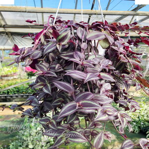 ϗtA nMO gfBXJ`A p[vGKX 6y񂹁zTradescantia CeA  gfBXJeBA gWXJeBA gfXJ`A J[[t 