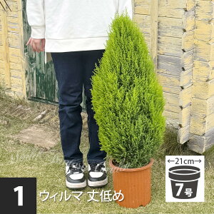 _500~OFFN[|s 12/3`^ϗtA Rjt@[ EB} 2킩Iׂ 1 7y n著zCupressus macrocarpa Goldcrest Wilma S[hNXg Ύ A ϊ Mt