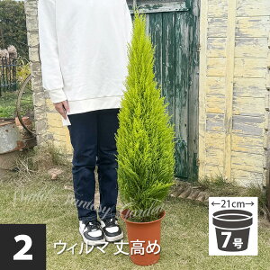 _500~OFFN[|s 12/3`^ϗtA Rjt@[ EB} 2킩Iׂ 1 7y n著zCupressus macrocarpa Goldcrest Wilma S[hNXg Ύ A ϊ Mt