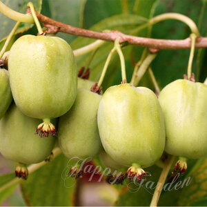 ʎc Ȃ IׂTCYy͂zActinidia arguta TiV  RN A t