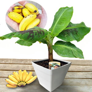 H Mtg ʎ v[g h[t L[oii ␫ 81 A ʕy[ n著zMusaceae Musa a   ` c A  ʎ nbs[K[f 2025KE09